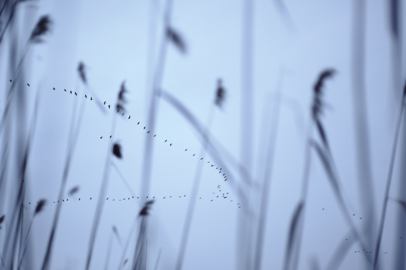 Papier peint Vols d'Oiseaux